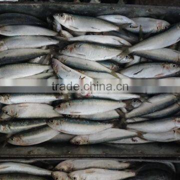 FROZEN SARDINE SEAFOOD FOR SALE