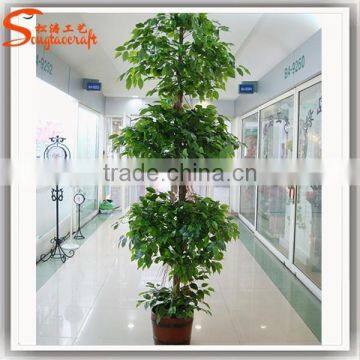 Large Outdoor Bonsai Trees Banyan Wholesale Bonsai Trees Ficus Microcarpa Bonsai Trees photo-6