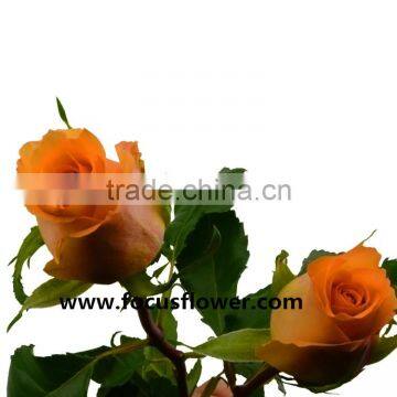 2016 new arrival types of fresh cut flowers new style big rose flowers many use queen's day rose with big discount