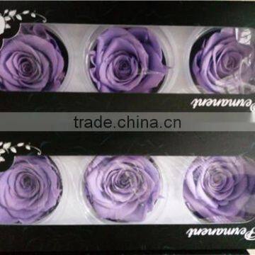 Everlasting Rose A Grade 6 to 7 cm Preserved Rose From Yunnan photo-4