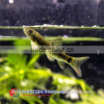 Garra Rufa / Doctor Fish for Sale and Export From Thailand photo-4