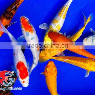 Koi Fish Bleeding Farm and Export From Thailand photo-4