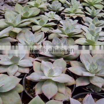 echeveria Cante