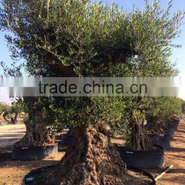 Olive Tree "Lechin"- Olea Europaea "Lechin Ejemplar" photo-3