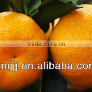 Wholesale Price Fresh Citrus Oranges photo-3