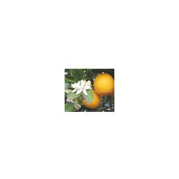 sell Citrus Aurantium