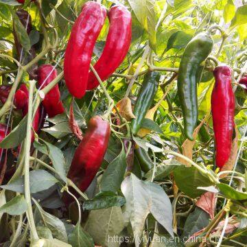 green  pepper seeds hot pepper greenhouse plant  pepper seeds no.38