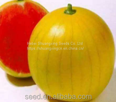 King Fu small watermelon seeds with good taste from China