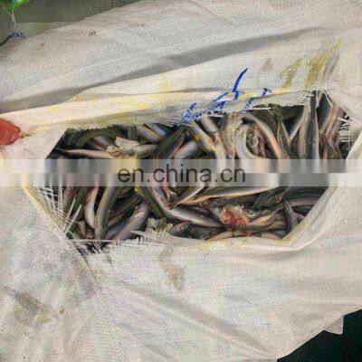 Good Price Frozen Sand Lance Whole Round photo-4