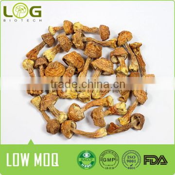 Agaricus blazei medical mushroom