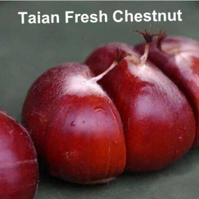 Tai Shan Chestnut