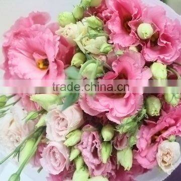 Fresh cut Best-Selling fresh lisianthus flower