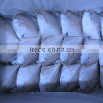 Silvery Pomfret