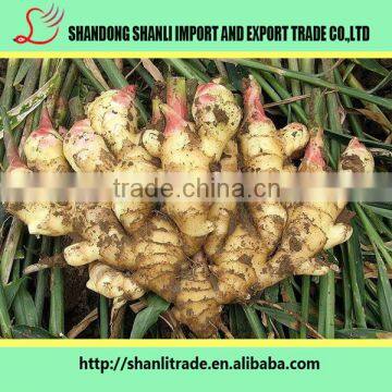 Professional fresh ginger supplier in Shandong