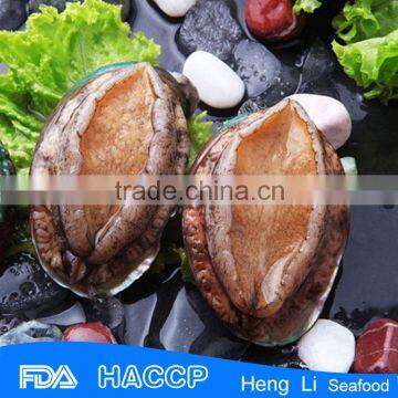 HL009 Frozen Abalone Meat Wholesale photo-2