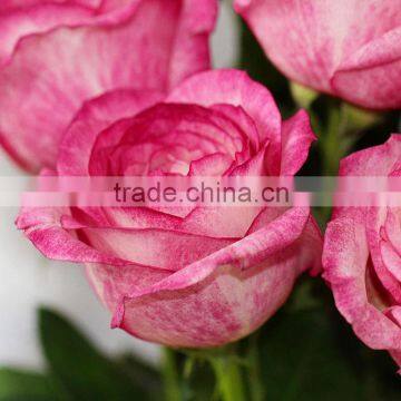 Best Level High Quality Celebrate Valentines Day Mixed Flower Put in Table