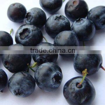 IQF frozen style fresh blueberry