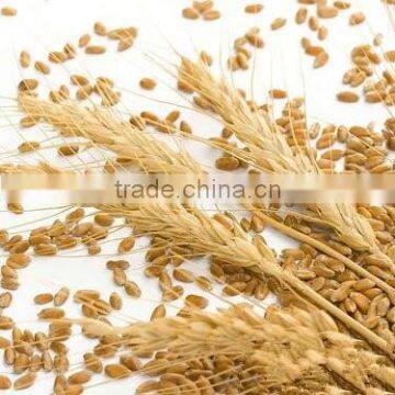 100 Pure and Natural Wheat Sprout Oil