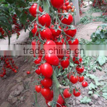 Hybrid F1 Red cherry tomato seeds-Tai Ya NO.6