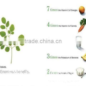GMP Certified Manufacturer Supply Natural Moringa Powder