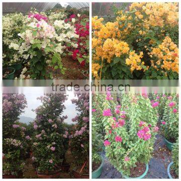 Small Medium Big Size Multicolor Blooming Bougainvillea Spectabilis Willd of Decorative Ornamental Outdoor Indoor Bonsai Plants