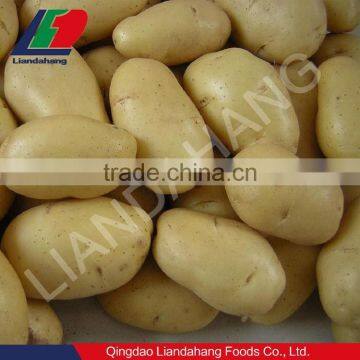 2016 NEW CROP Fresh Potato 100g up 10kg mesh bag/carton