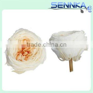 Luxury White With Orange Preserved Austin Rose Flower Head Preserved Flower Arrangement photo-5