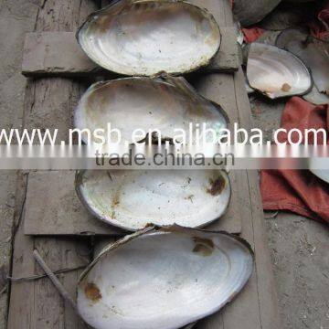 New Arrival Wholesale Natural Freshwater Shells Raw Shells photo-3