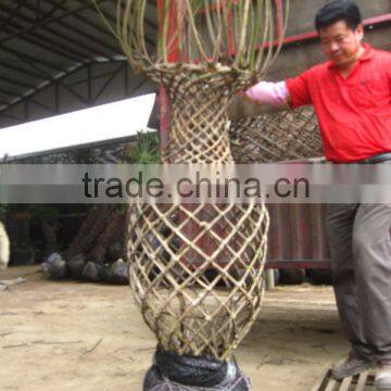 Lagerstroemia Indica Tree Different Shape Downloading photo-6