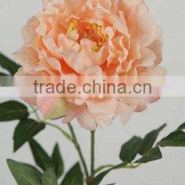 27307 animated coral peony