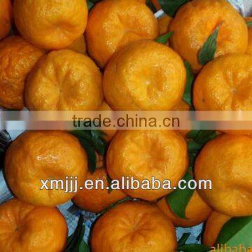 Nanfeng Honey Baby Orange photo-3