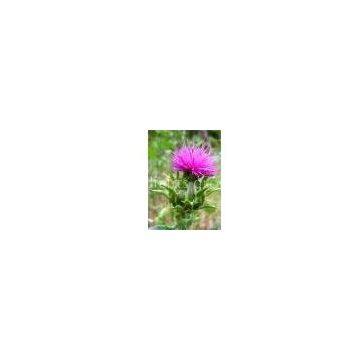Milk Thistle Extract