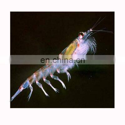 Frozen krill for fish feed, Acetes Chinensis, fodder, krill shrimp