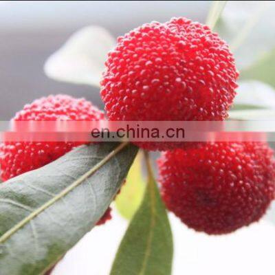 Sinocharm BRC A Approved Fresh IQF Red Round Yangmei Bayberry Frozen Waxberry photo-4