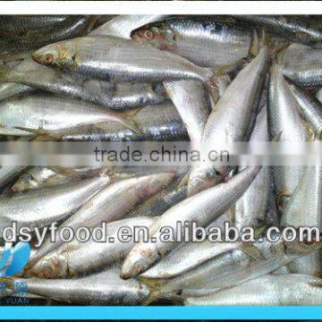 frozen fresh sardine