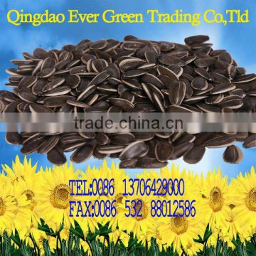 Sunflower Seeds in Shell new crop 5009 type