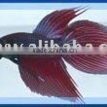 Betta Splendens fish