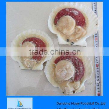 Best fresh new landing frozen scallop