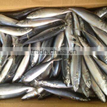 New caught whole round frozen mackerel 8-10pcs/kg