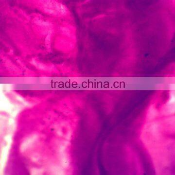 Chicken Embryology Glass Slides/chicken Embryology Prepared Slides photo-3