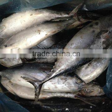 Frozen Bonito Fish for Bait photo-3