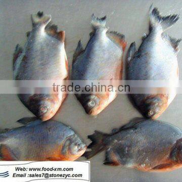 farm raised frozen pomfret, pomfret from China