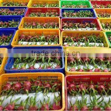 Fresh Dragon Fruit photo-4