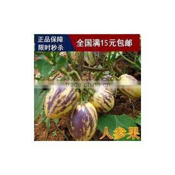 Hybrid F1 Solanum Muricatum Pepino Cucumber Seeds For Planting photo-6