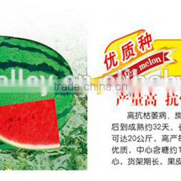 All types of Chinese hybrid f1 Watermelon Seeds For Cultivation-High Disease Resistace Dragon F1