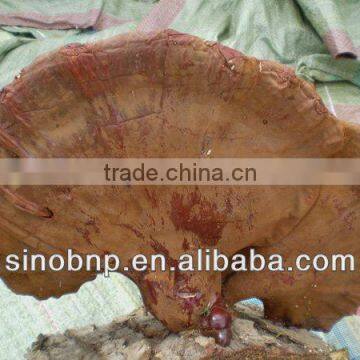 BNP Supply Reishi Mushroom Extract/mushroom Spawn for Sale