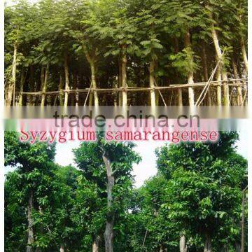 for Outdoor Landscaping Ornamental Bonsai Plants