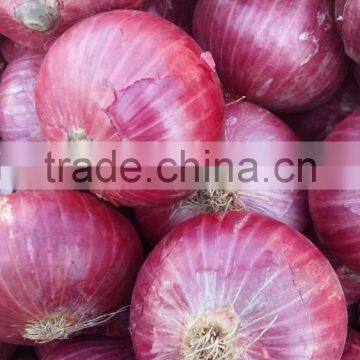 Best Quality Onion Price For Sri Lanka photo-3