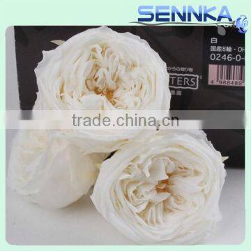 Snow white preserved austin rose flower big head fresh preserved flower