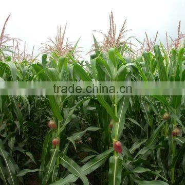 Hybrid F13255 Fodder Maize Seeds